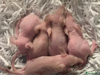 Mouse rodents Hairless mice for sale - Advert 8