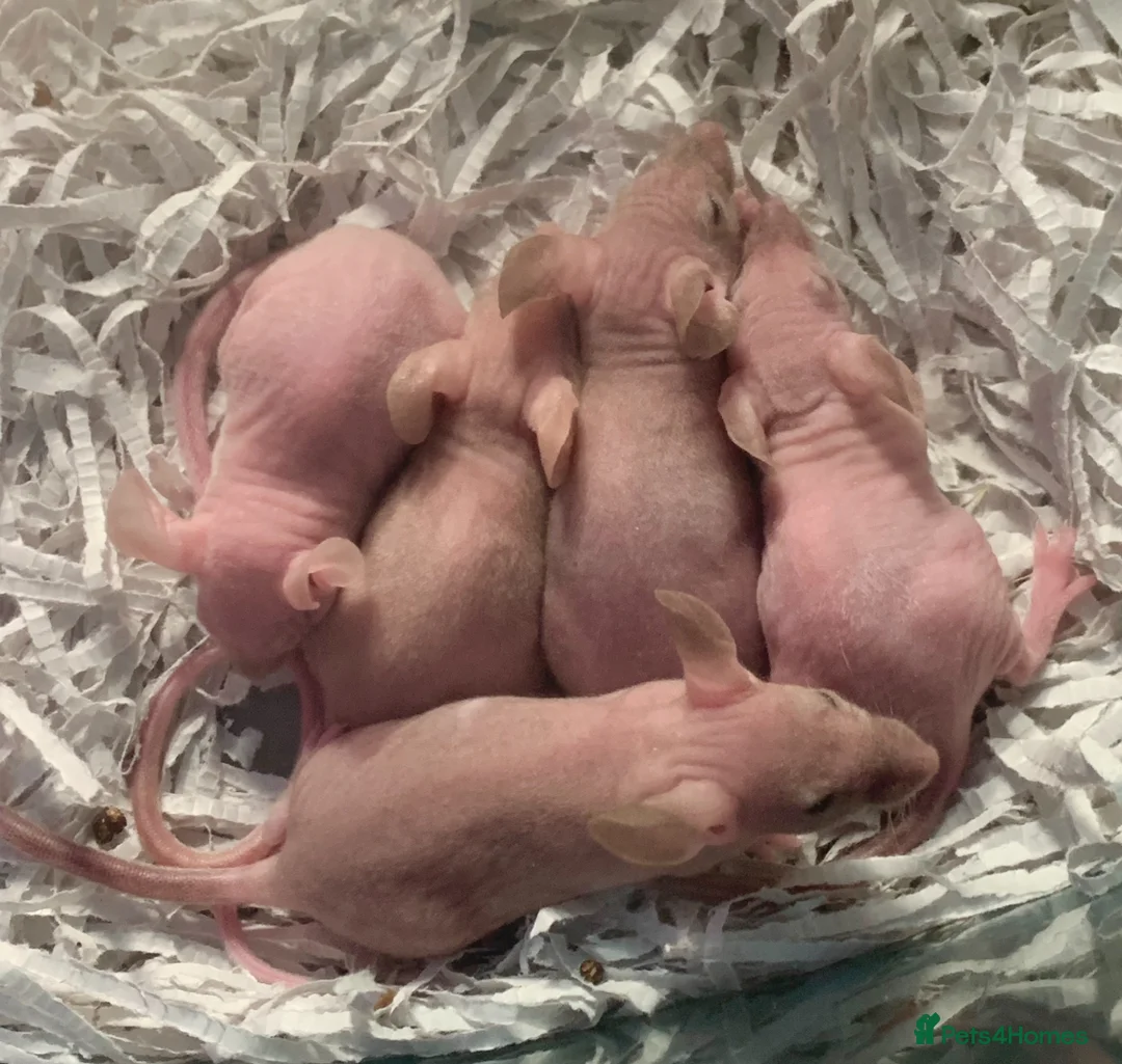 Mouse rodents for sale: Hairless mice for sale  - Advert 1