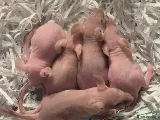 Mouse rodents Hairless mice for sale - Advert 8