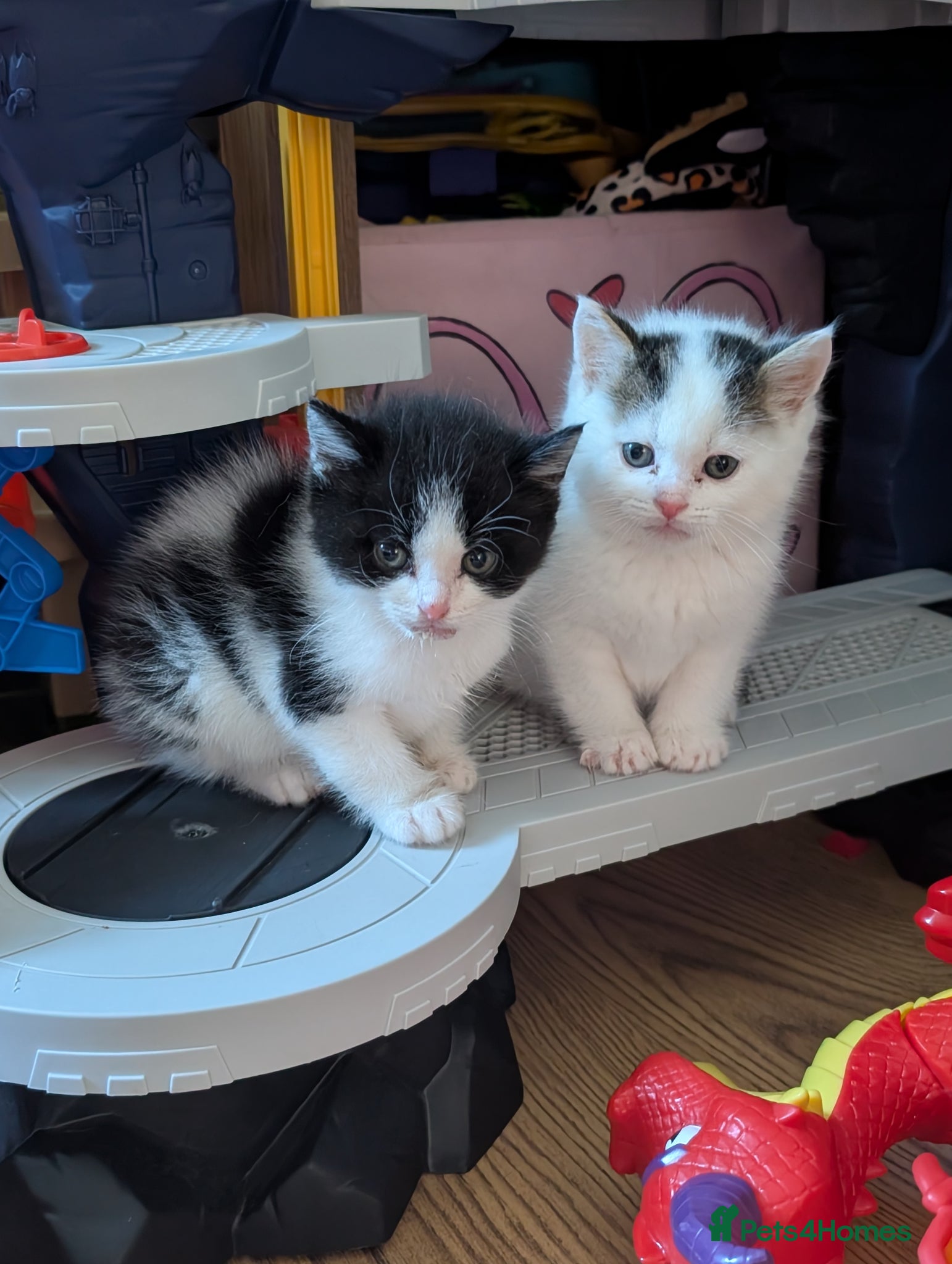 British Longhair cats Mixed breed READ DESCRIPTION  - Advert 7