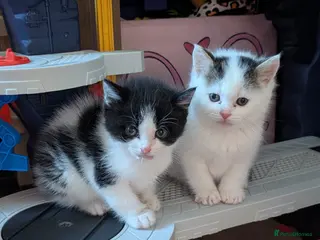 British Longhair cats Mixed breed READ DESCRIPTION - Advert 7