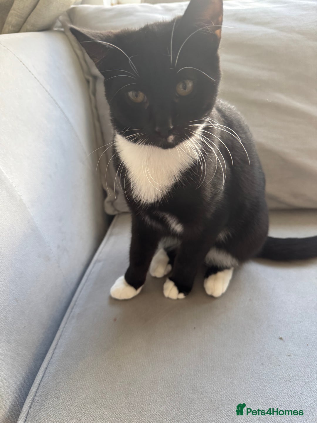 Mixed Breed cats for sale: Girl and boy for sale - Image 5
