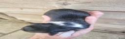 Border Collie dogs for sale: Long haired border collie puppies  - Advert 13