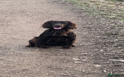 Sprocker dogs for sale:  Sprocker spaniel puppies - Ready Soon ! - Image 21