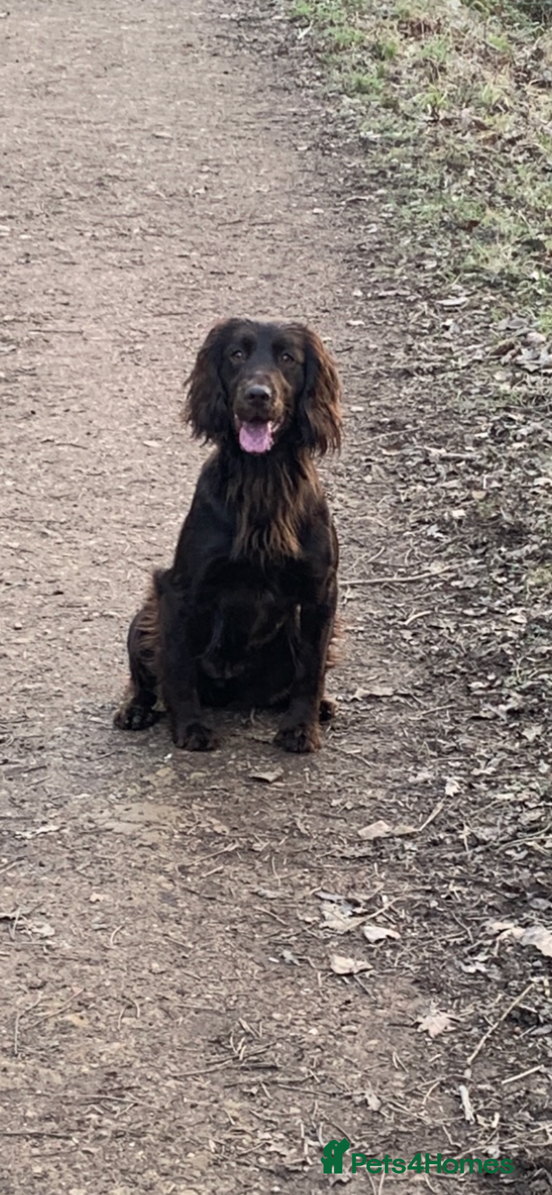 Sprocker dogs for sale:  Sprocker spaniel puppies - Ready Soon ! - Image 21