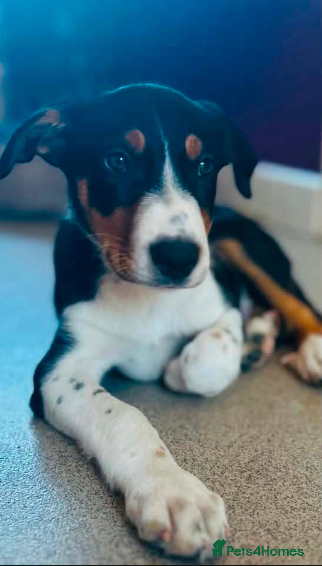 Border Collie dogs Border collie for sale  - Advert 5