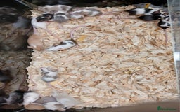 Mouse rodents for sale: Baby Fancy Pet Mice , Females available  - Image 5