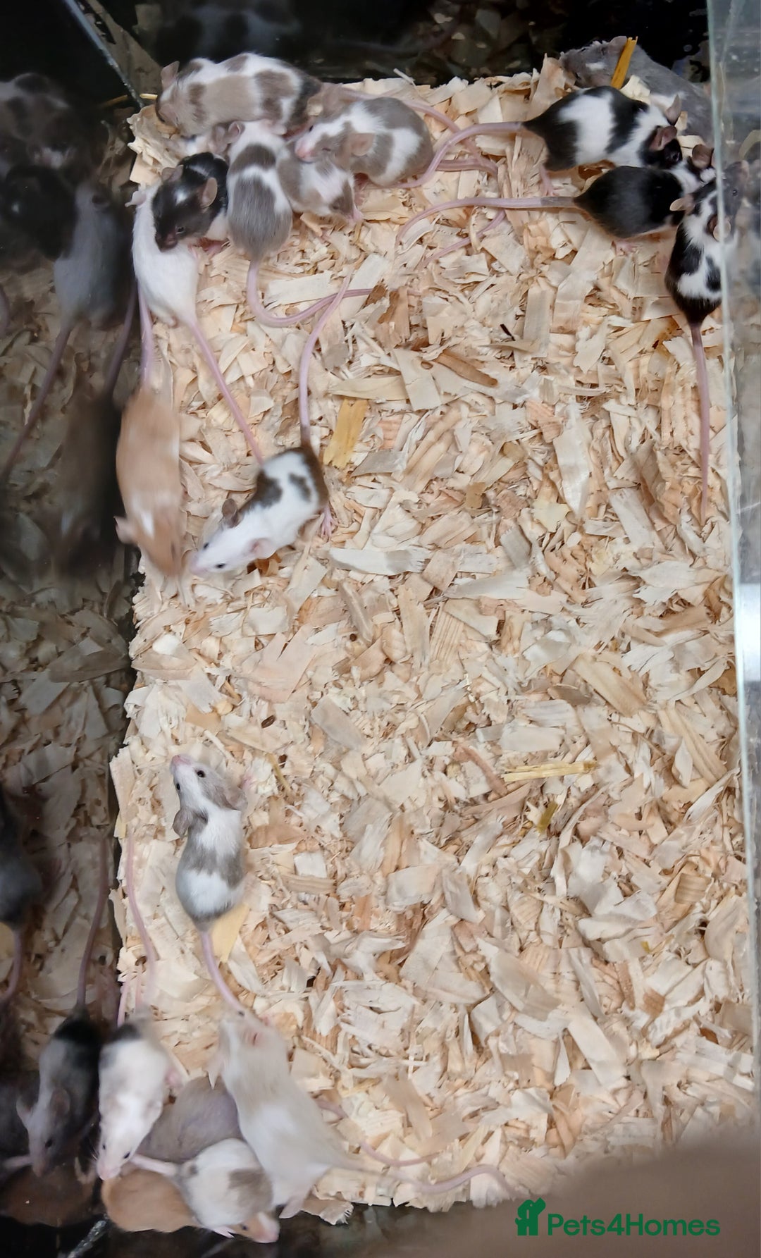 Mouse rodents for sale: Baby Fancy Pet Mice , Females available  - Image 5