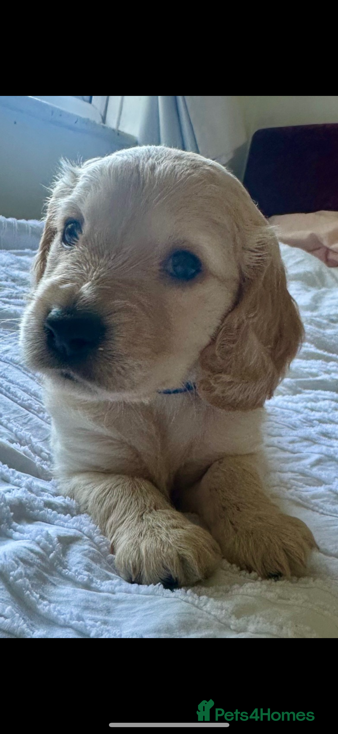 Mixed Breed dogs for sale: Cocker doodles - Image 3