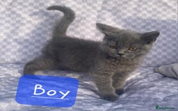 British Shorthair cats for sale: British Shorthair Kittens - Image 5