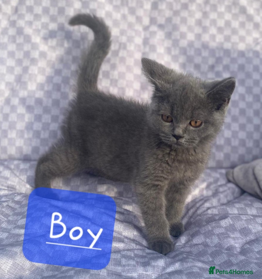 British Shorthair cats for sale: British Shorthair Kittens - Image 5