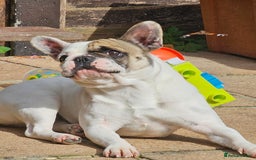 French Bulldog dogs for sale: 2 dogs needing there forever home  - Image 5