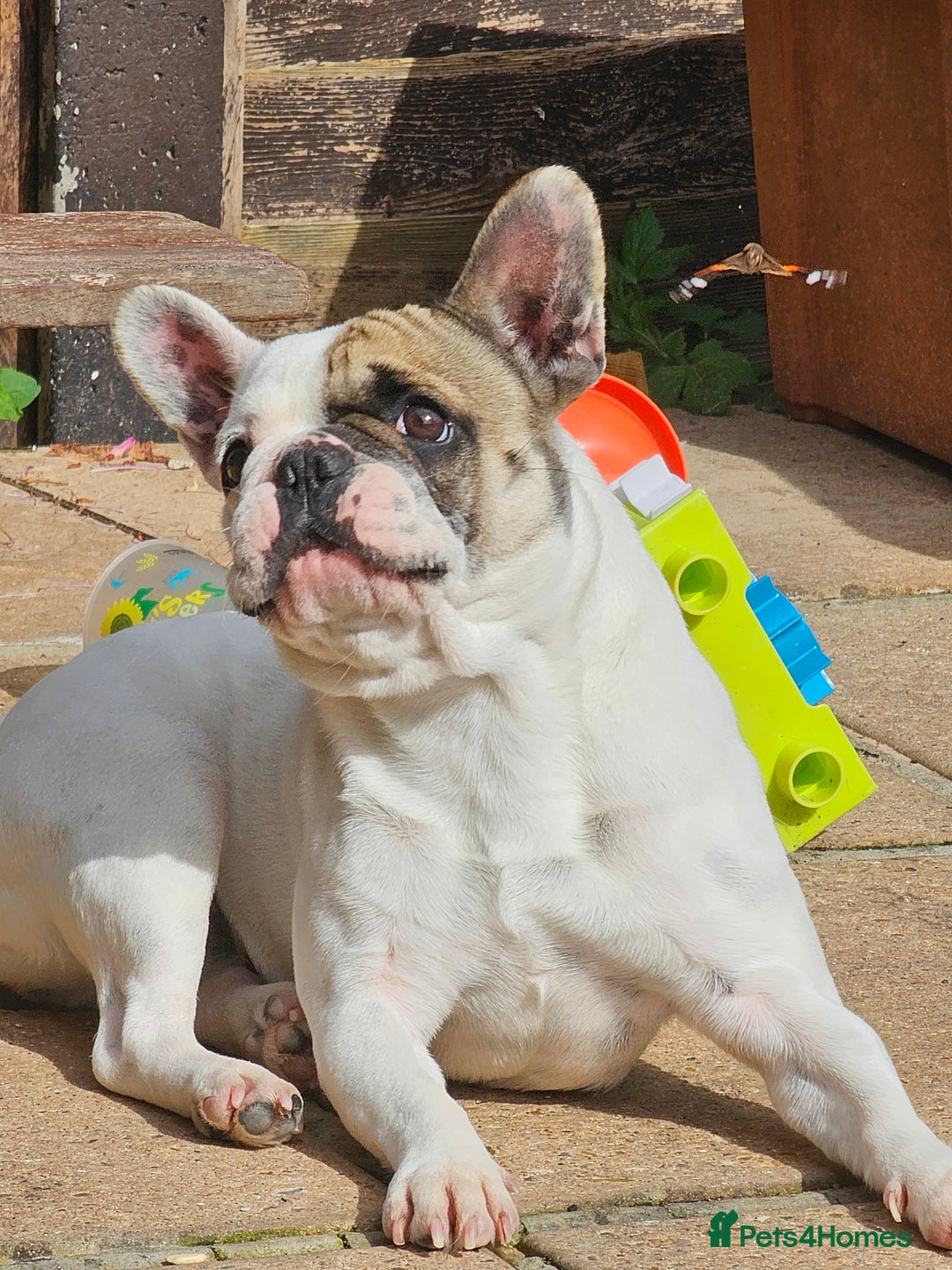 French Bulldog dogs for sale: 2 dogs needing there forever home  - Image 5