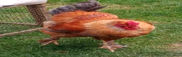Chickens poultry for sale: LF Brahma Partridge, Lemon Pyle, golden lace - Advert 7