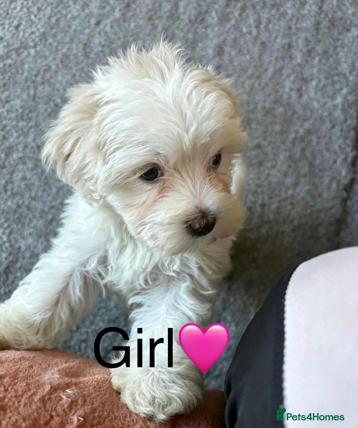 Maltipoo dogs 2 beautiful MaltiPoo pups left ready  NOW!  - Advert 8