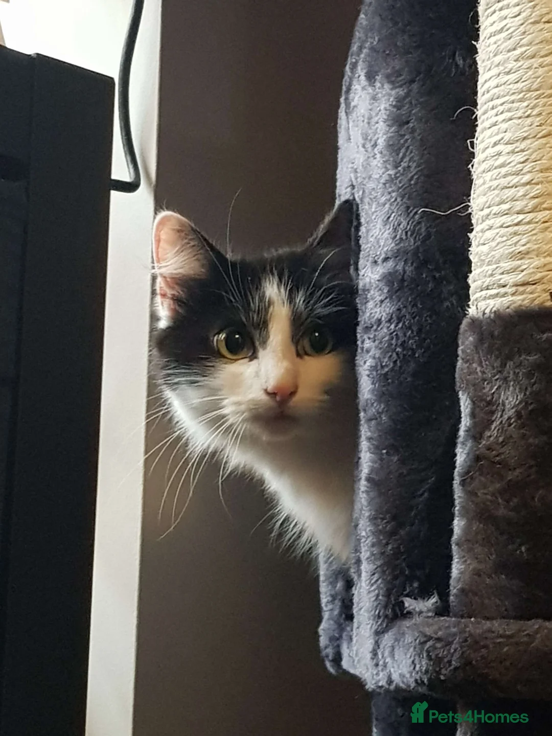 Mixed Breed cats for sale: Beautiful 4 year old cat (Doodles) - Advert 1