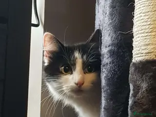 Mixed Breed cats Beautiful 4 year old cat (Doodles) - Advert 1