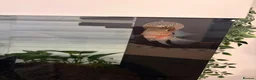 Cichlids fish for sale: Flowerhorn Cichlid  - Advert 3