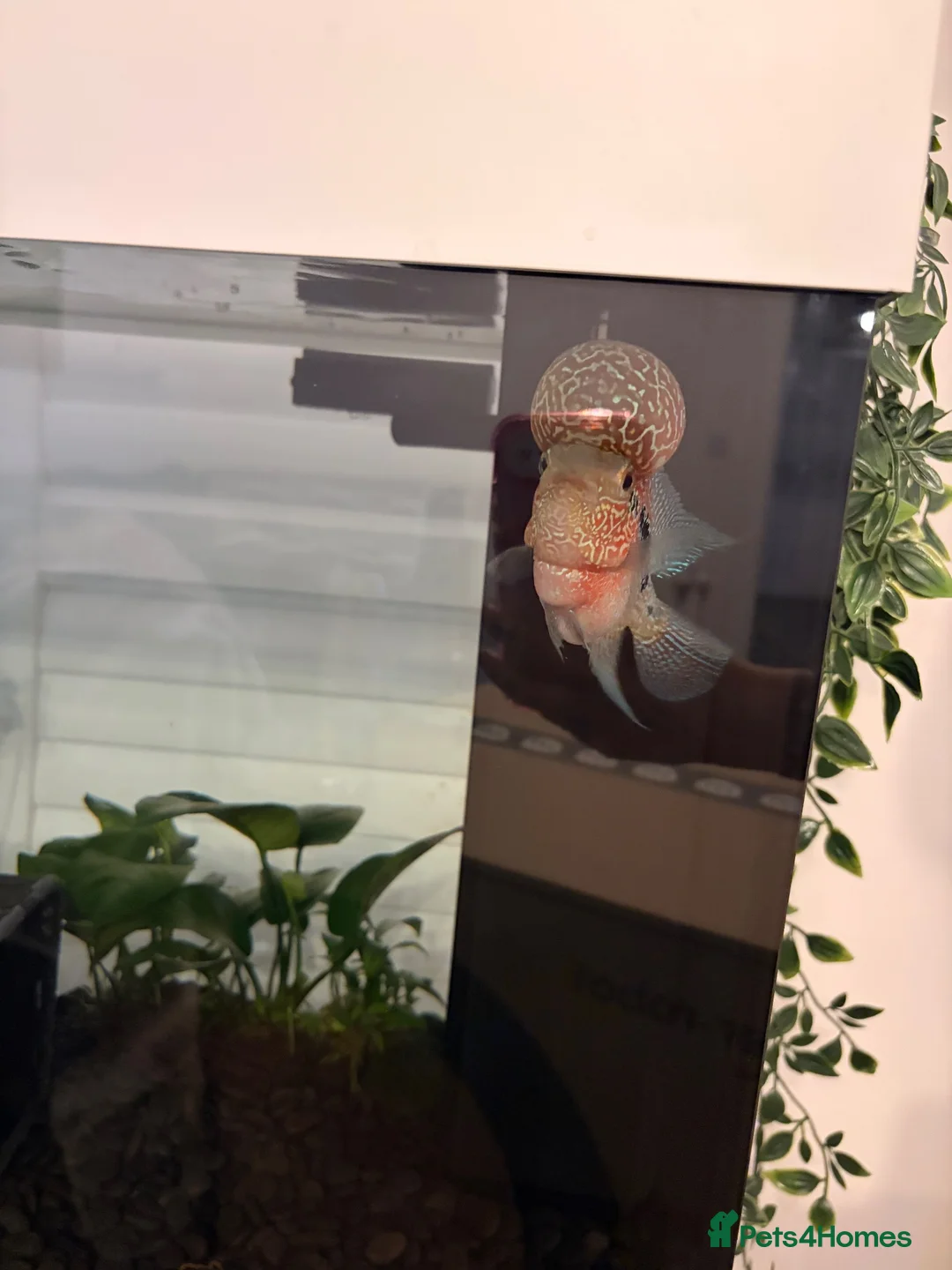 Cichlids fish for sale: Flowerhorn Cichlid  - Advert 3