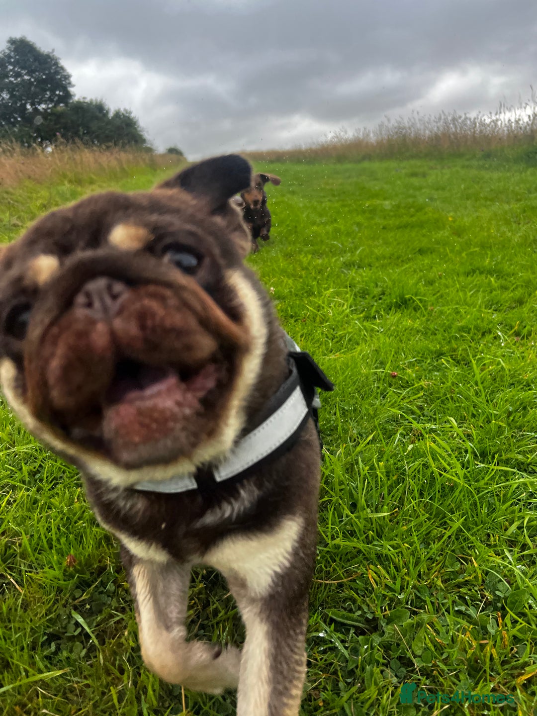 Pug dogs for sale: Kc reg 3 year old chocolate pug  - Advert 17