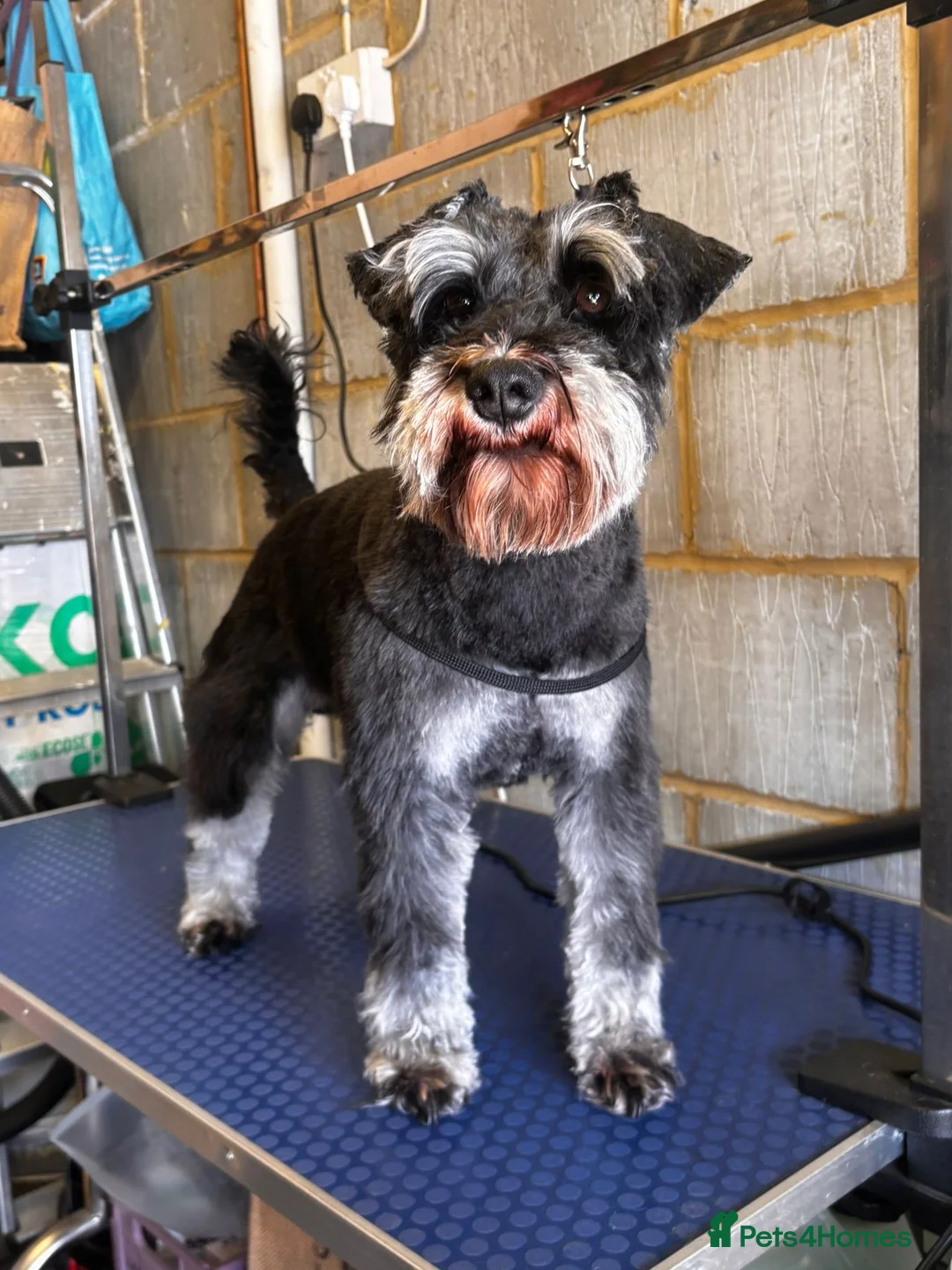 Miniature Schnauzer dogs for stud: Black and silver miniature schnauzer  - Advert 2
