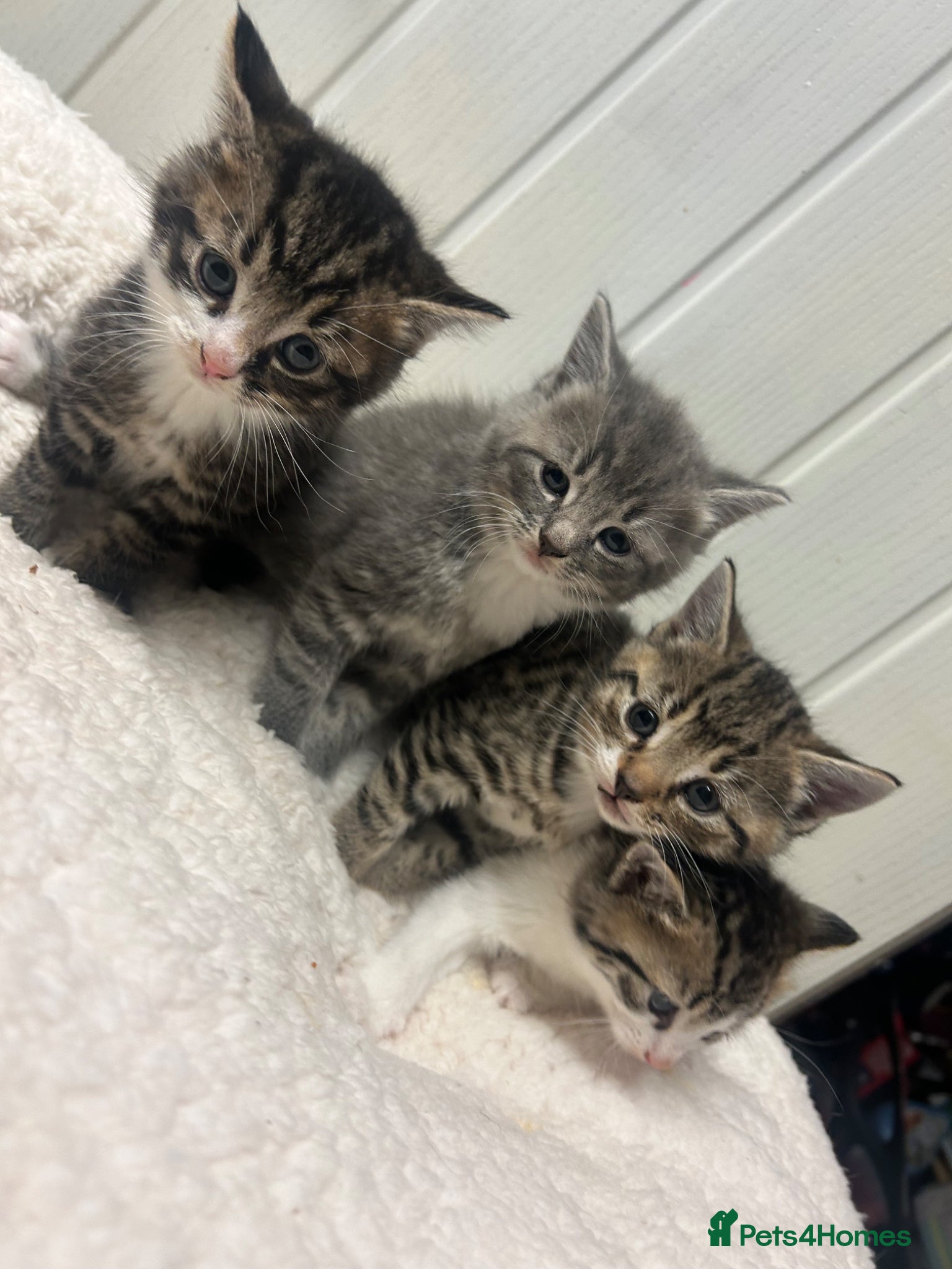 Mixed Breed cats Bsh x kittens ready to leave  - Advert 1