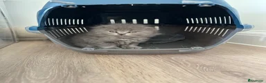 Scottish Fold Kitten 4