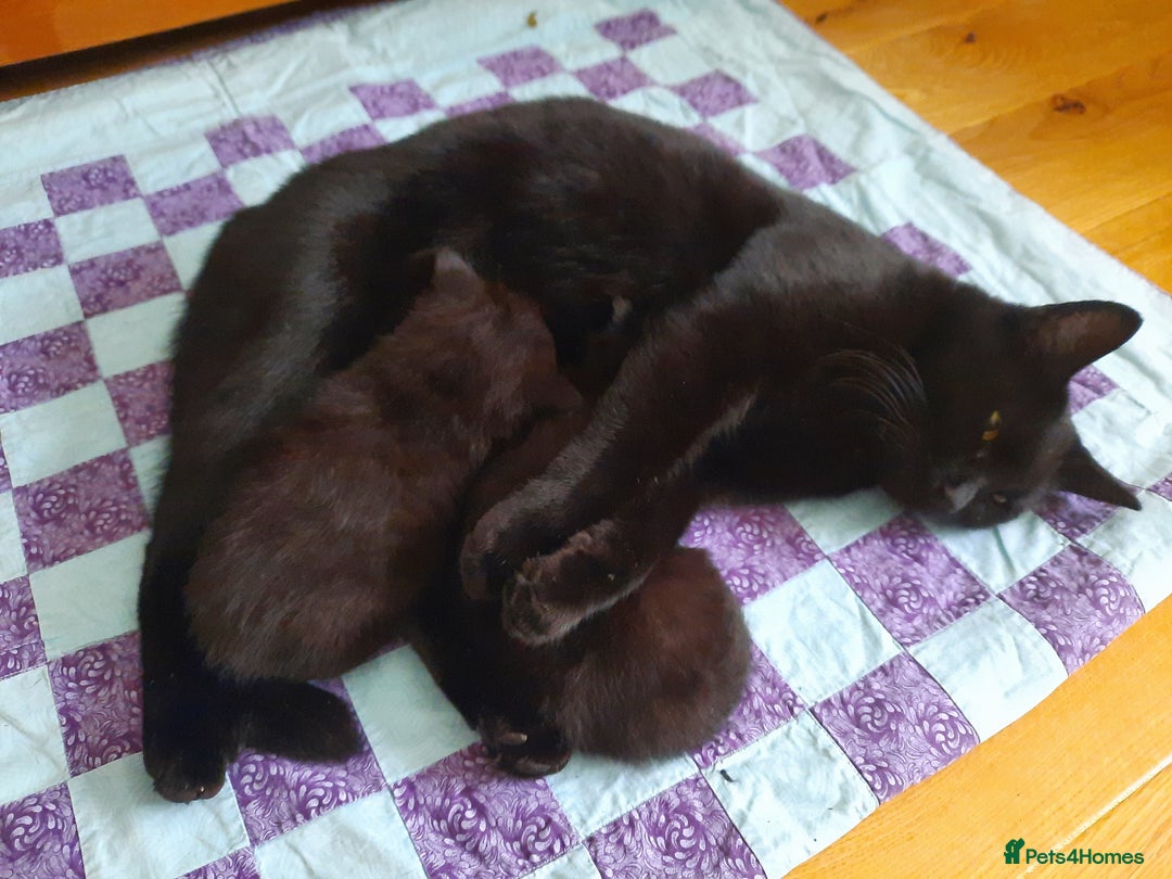 Mixed Breed cats for sale: 2 sweet kittens for sale - Advert 2