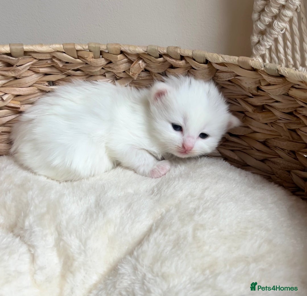 Siberian cats for sale: Three Fluffy Kittens - Advert 11