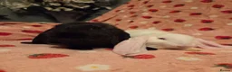 English Lop rabbits for sale: VERY TAME Last 2  Giant pure English Lop Does💗💗 - Advert 9
