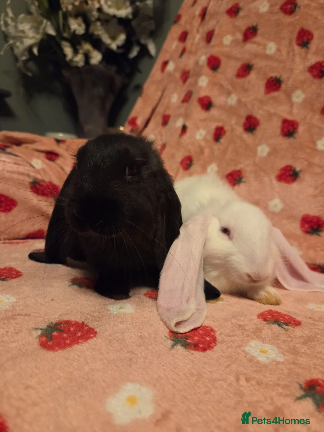 English Lop rabbits for sale: VERY TAME Last 2  Giant pure English Lop Does💗💗 - Advert 9