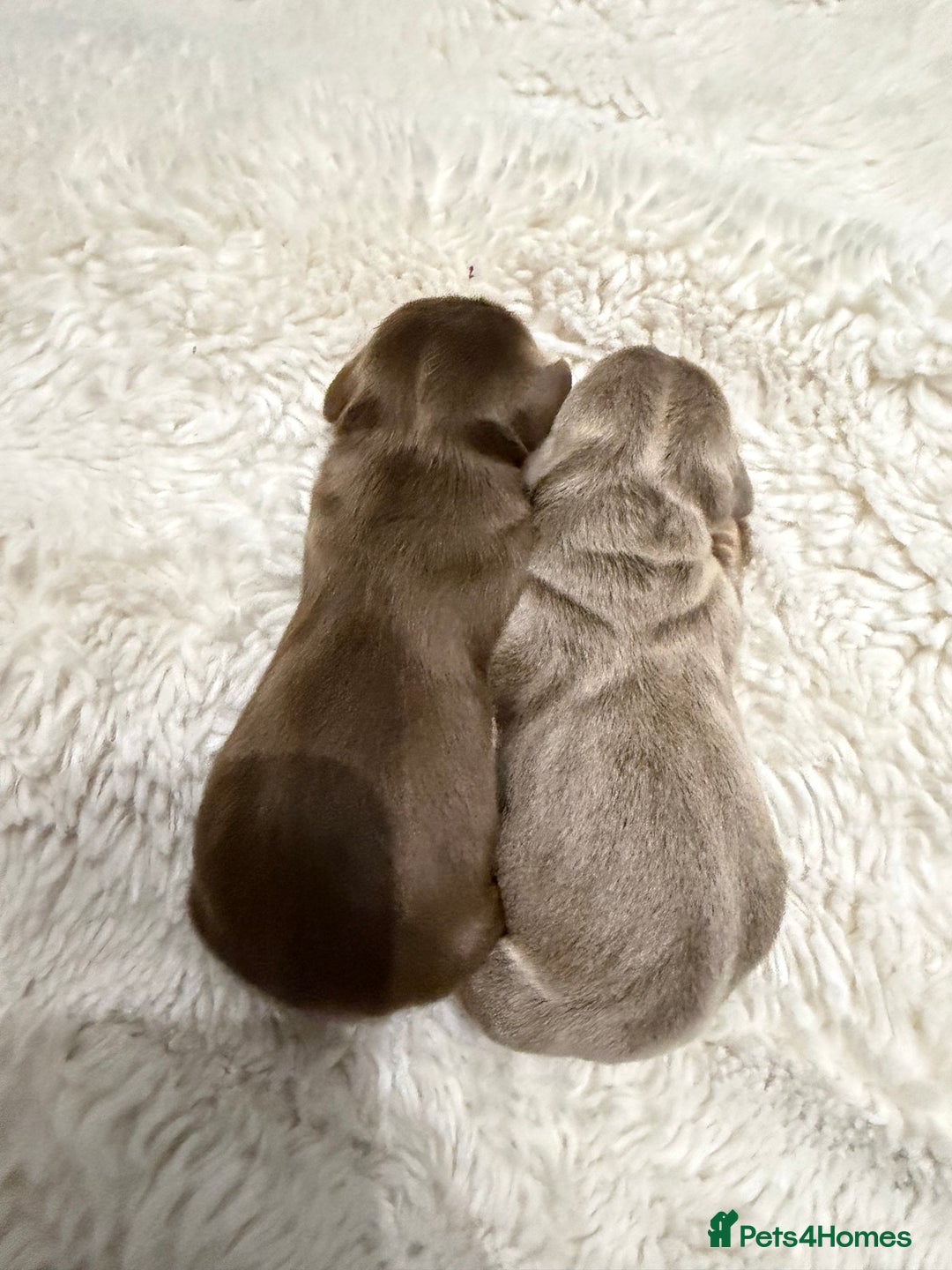 Miniature Dachshund dogs for sale: Mini smooth dachshund  - Advert 6