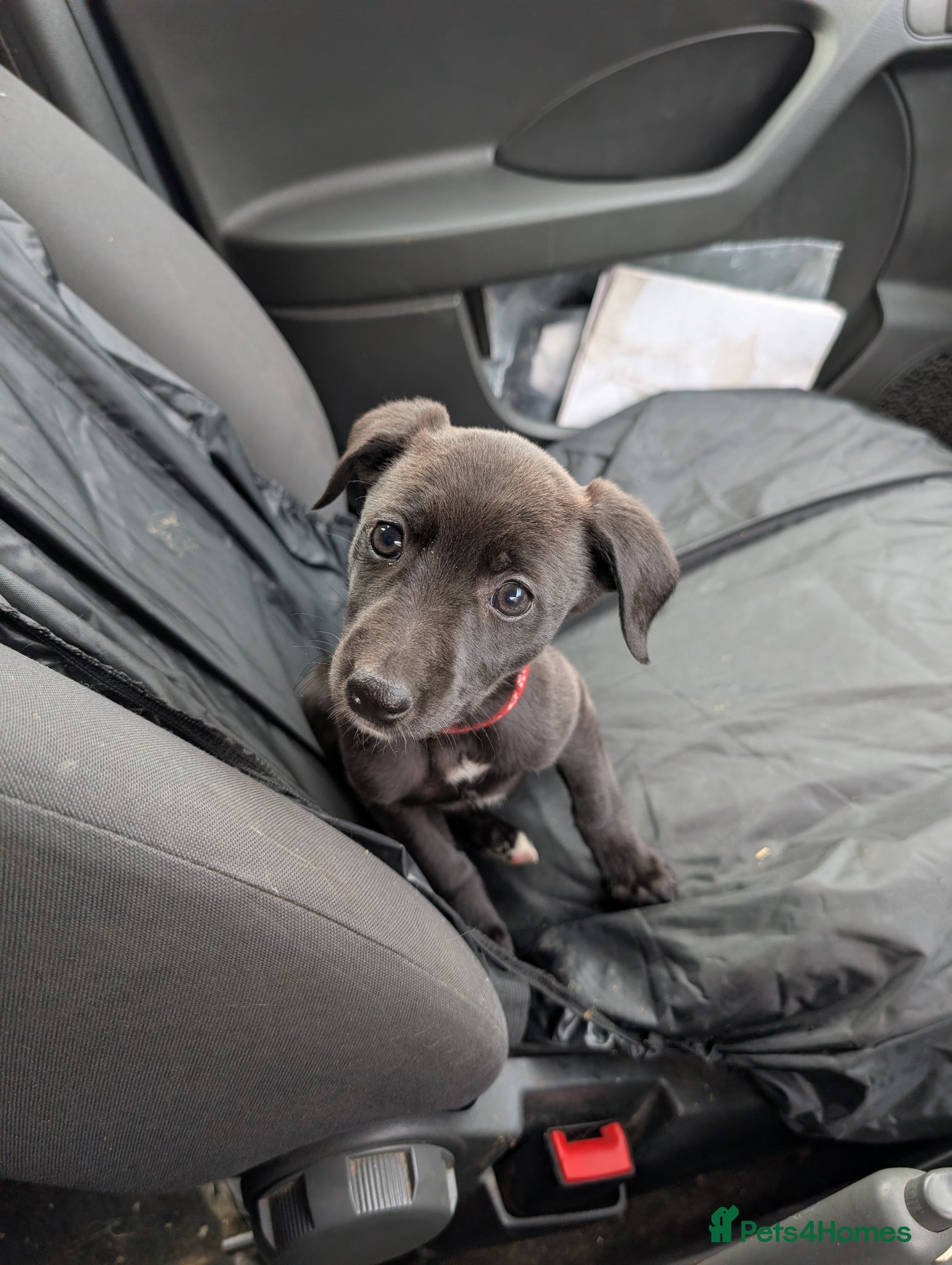 Whippet dogs Whippett - Advert 3