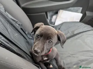 Whippet dogs Whippett - Advert 3