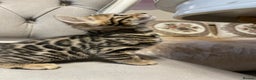 Bengal cats for sale: 5 Outstanding bengal kittens ready for a family  - Advert 11