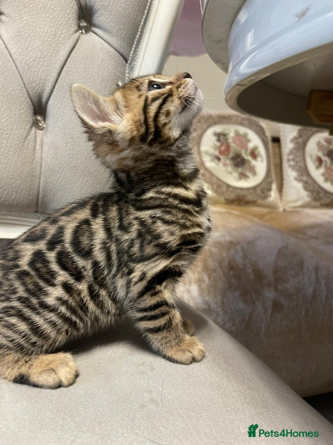 Bengal cats for sale: 5 Outstanding bengal kittens ready for a family  - Advert 11