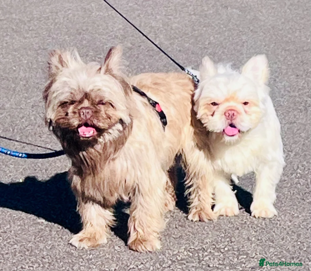 French Bulldog dogs for sale: Fluffy french bulldogs  - Advert 2