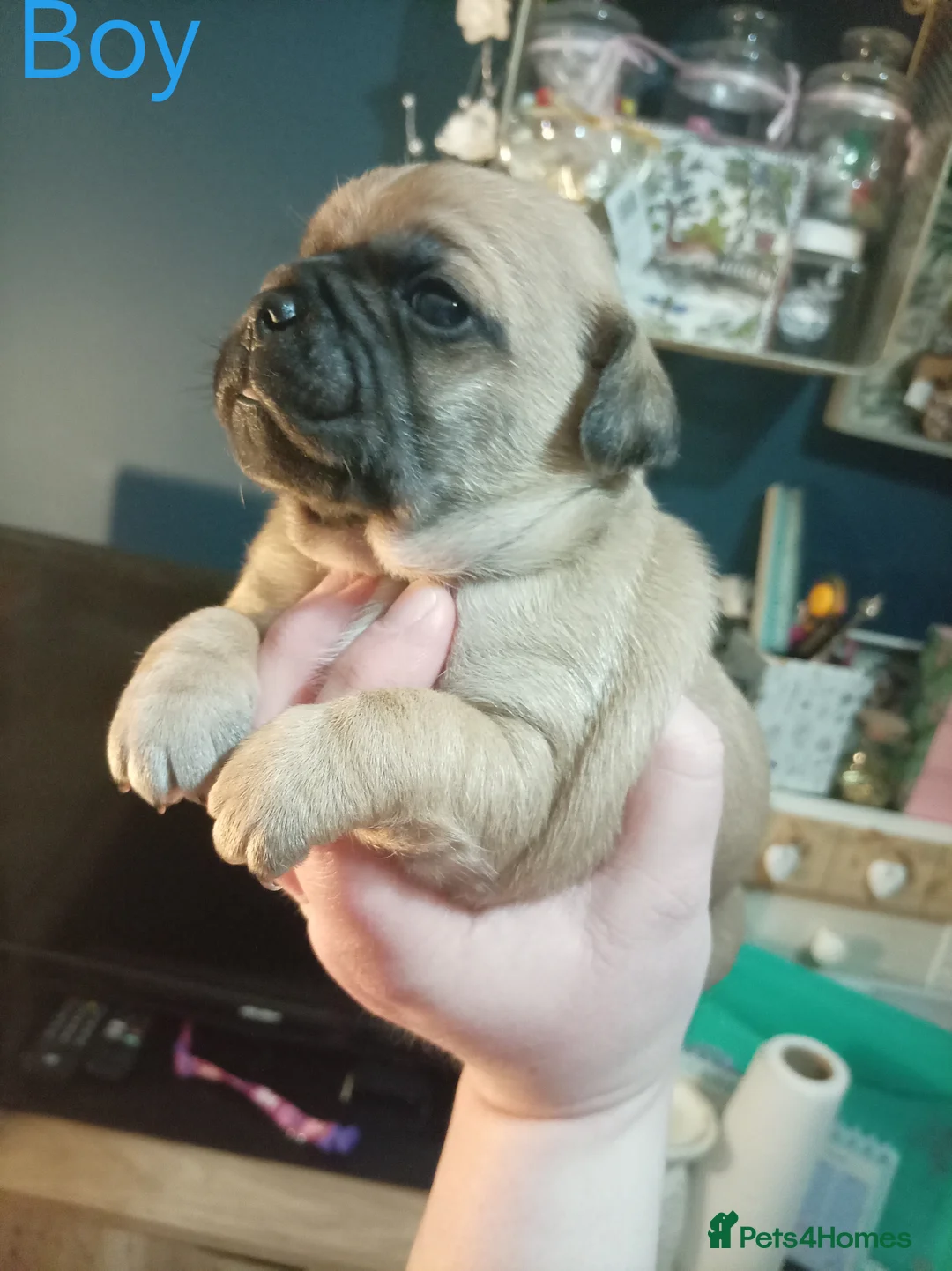 Jug dogs for sale: Jug puppies Jack Russell x pug puppies available - Advert 10