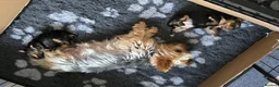 Yorkshire Terrier dogs for sale: Beautiful Yorkshire Terrier puppies 1boy 1girl  - Advert 8