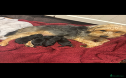 Mixed Breed dogs for sale: Lovely Lakeland Terrier Puppies  - Advert 2