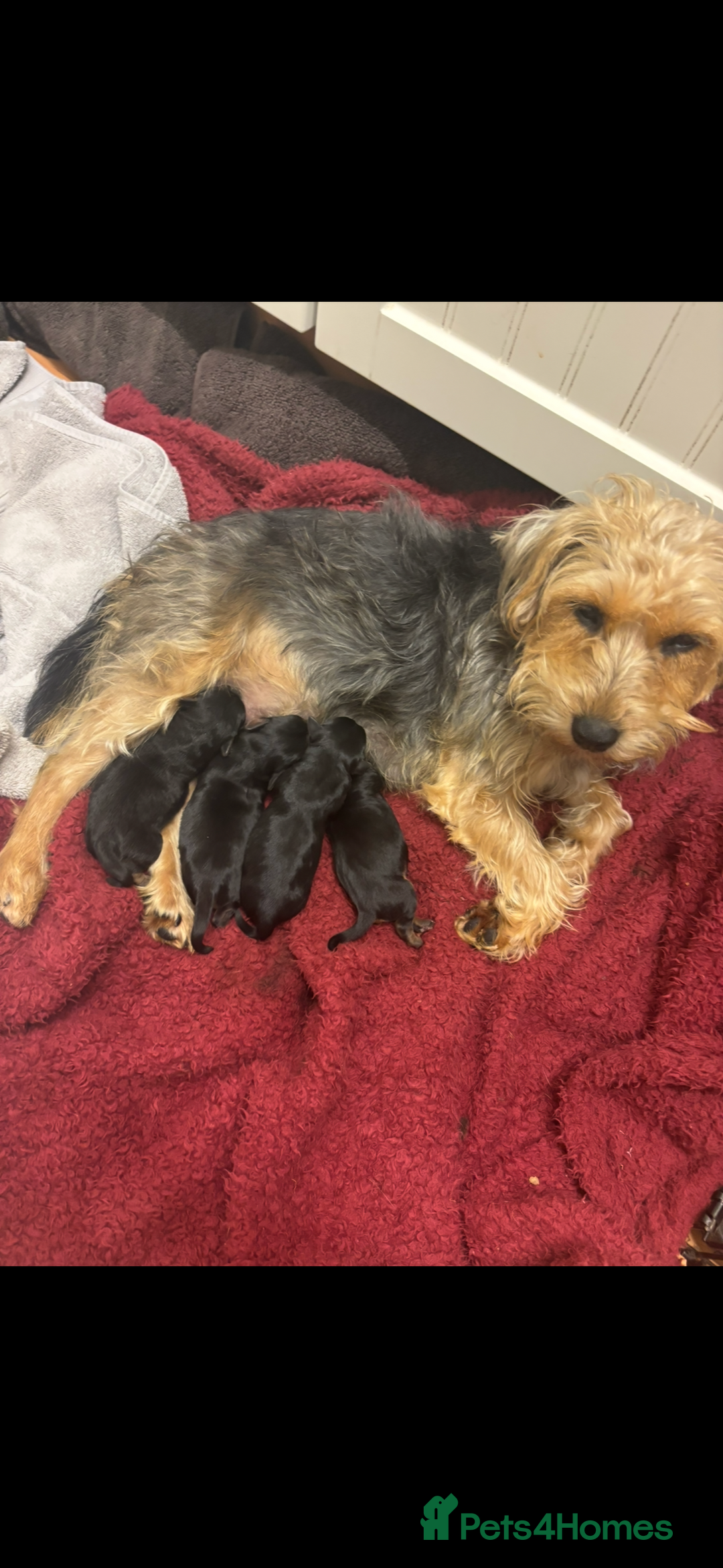 Mixed Breed dogs for sale: Lovely Lakeland Terrier Puppies  - Advert 2