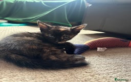 Bengal cats for sale: Bengals X ginger domestic kittens  - Image 4