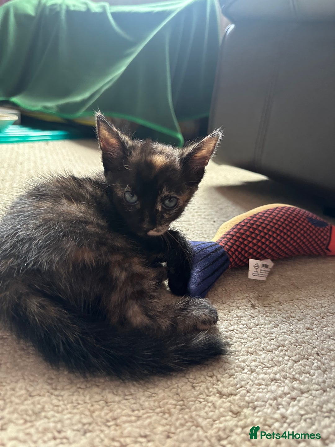 Bengal cats for sale: Bengals X ginger domestic kittens  - Image 4