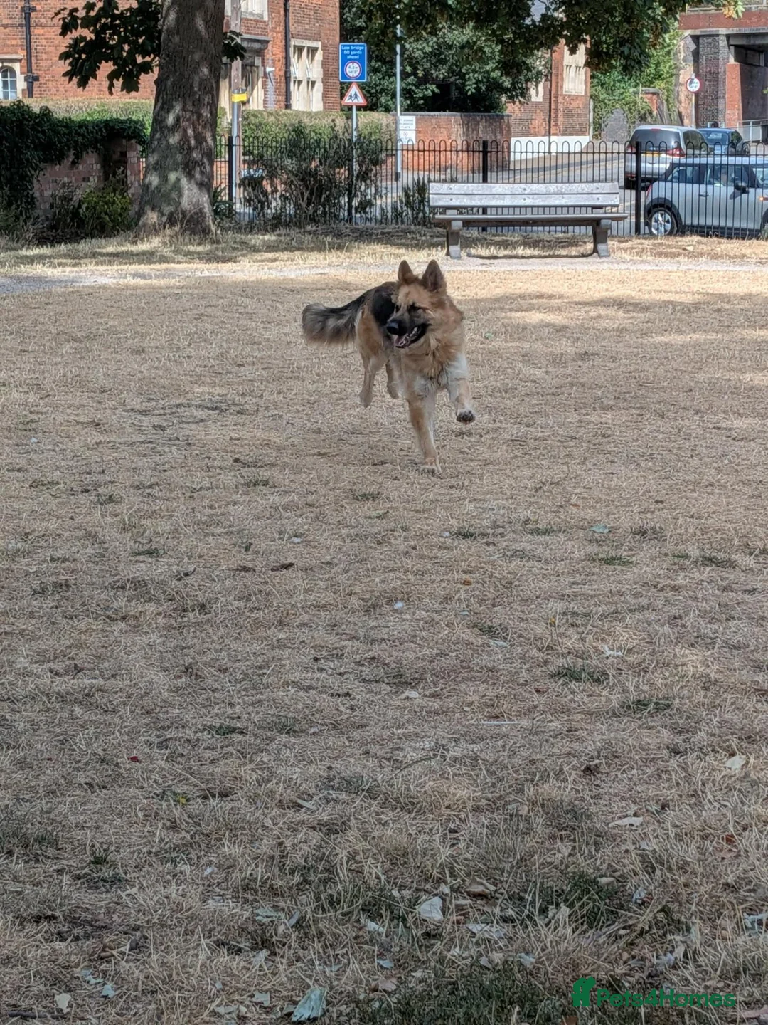 German Shepherd dogs for sale: Beautiful german shepherd girl  - Advert 2