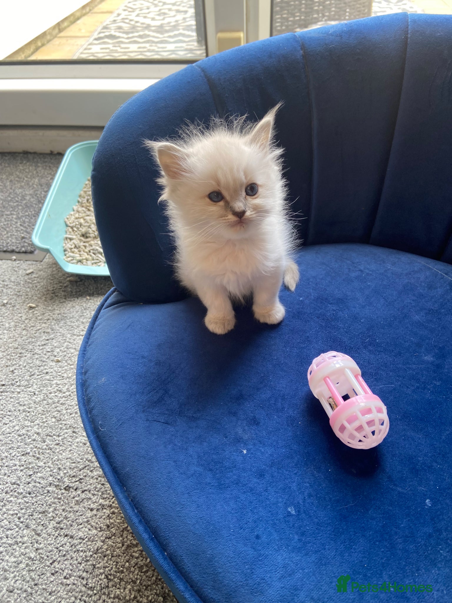 Ragdoll cats Adorable Lilac point Ragdoll kittens - Advert 15