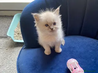 Ragdoll cats Adorable Lilac point Ragdoll kittens - Advert 15