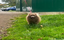 Pomeranian dogs for stud: 💜Handsome Lilac&Blue Pomeranian Brothers! 💙 - Image 9