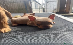 French Bulldog dogs for sale: Fluffy French Bulldogs/DNA Tested Parents  - Image 18