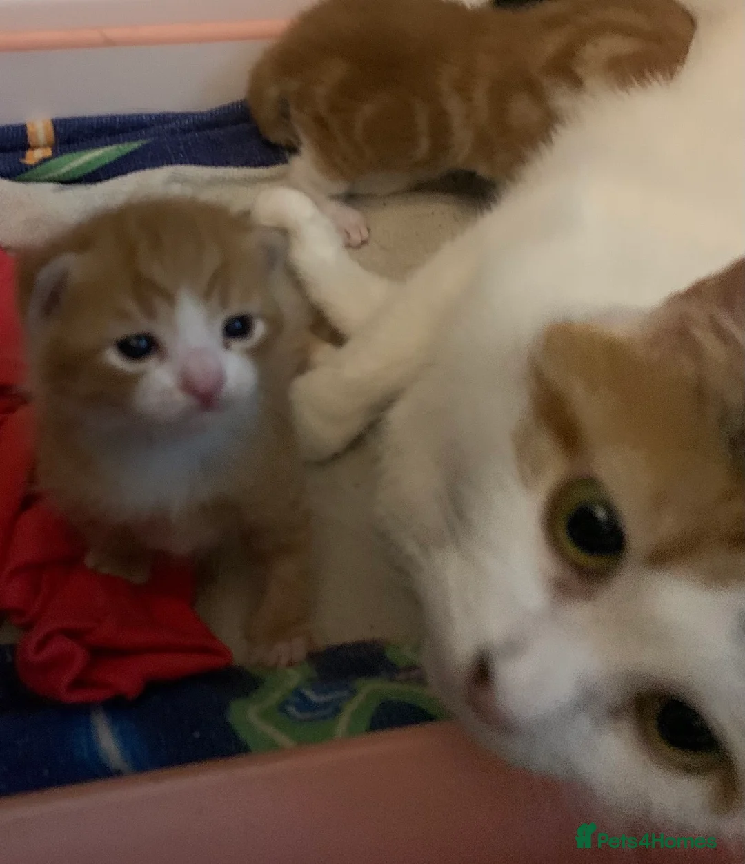 Mixed Breed cats for sale: Litter of mixed breed and mixed sex lovely kittens in Liverpool - Advert 2