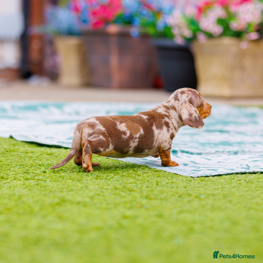 Miniature Dachshund dogs for sale: Top Tier Miniature Dachshunds available!! 😍🤩 - Image 9